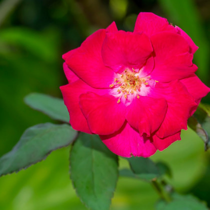 Ruža kríková pôdopokryvná Meintraum - Rosa - predaj voľnokorenných sadeníc ruží - 1 ks