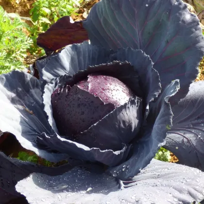 Kapusta Moderat - Brassica oleracea - predaj semien kapusty - 150 ks