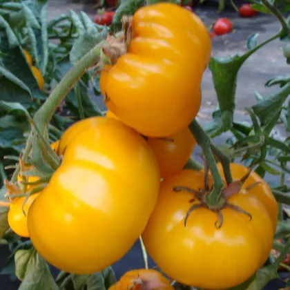 Paradajka kolíková Yellowstone - Solanum lycopersicum - Semená rajčiaka - 15 ks