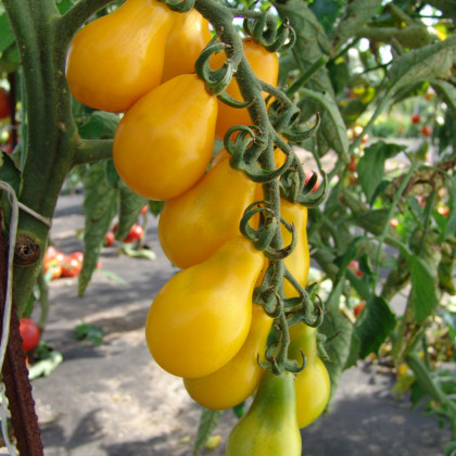 Paradajka Perun - Solanum lycopersicum - Semená rajčiaka - 10 ks