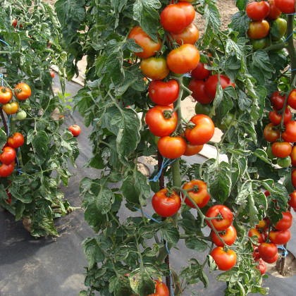 Paradajka kolíková Štart S F1- Solanum lycopersicum - Semená rajčiaka - 10 ks