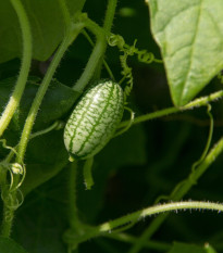 Mexická miniuhorka - Zehneria scabra - semiačka cucamelona - 5 ks