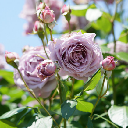 Ruža mnohokvetá Novalis - Kordes - predaj voľnokorenných sadeníc ruží - 1 ks