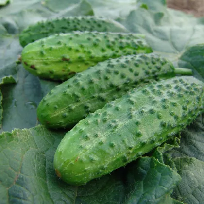 Uhorka nakladačka Corveta F1 - Cucumis sativa - semiačka - 20 ks