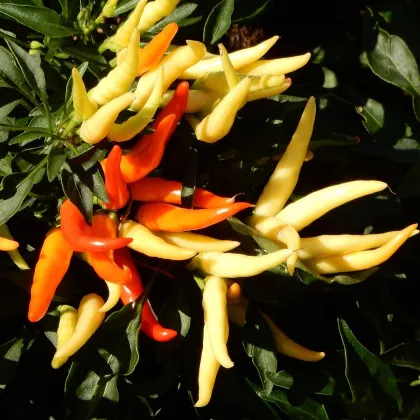 Paprika Poupila - Capsicum annuum - semienka - 50 ks