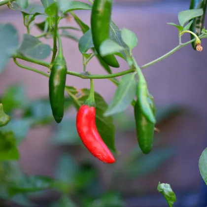 Chilli Serrano Tampiqueno - Capsicum annuum - predaj semien - 7 ks