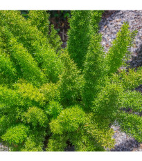 Sprengerova špargľa - Asparagus aethiopicus - predaj semien - 12 ks