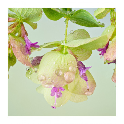 Okrasné oregano Kirigami - Origanum rotundifolia - predaj semien oregana - 18 ks