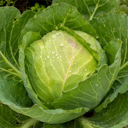 Bio Kapusta biela Marner Lagerweiß - Brassica oleracea - predaj BIO semien - 25 ks