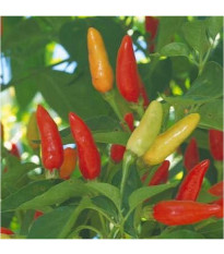 Chilli Tabasco - Capsicum frutenscens - predaj semien - 7 ks