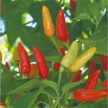 Chilli Tabasco - Capsicum frutenscens - predaj semien - 7 ks