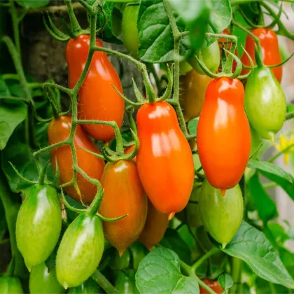 Paradajka Eduardo F1 - Solanum lycopersicum - predaj semien - 6 ks