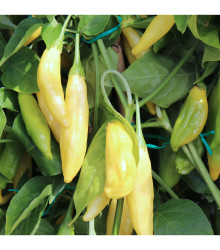 BIO Chilli Lemon Drop - Capsicum baccatum - predaj bio semien chilli - 7 ks