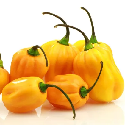 Chilli Big Sun Habanero - Capsicum Chinense - predaj semien chilli - 6 ks