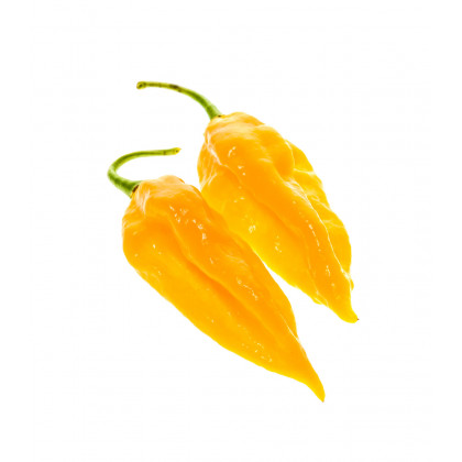 Chilli Fatalii žlté - Capsicum Chinense - predaj semien chilli - 6 ks