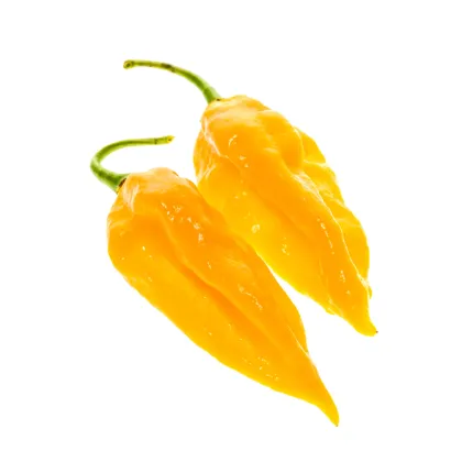 Chilli Fatalii žlté - Capsicum Chinense - predaj semien chilli - 6 ks