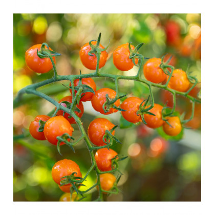 Paradajka kolíková Aprikola F1 - Solanum lycopersicum - predaj semien - 7 ks