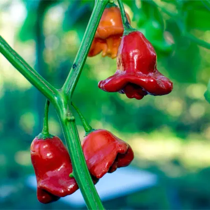 Chilli Bishops Crown - Capsicum baccatum - predaj semien chilli - 6ks