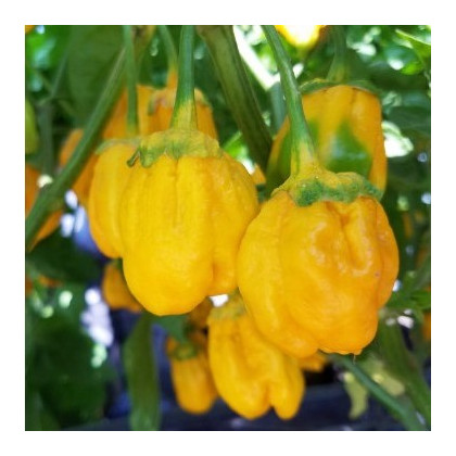 Chilli 7 Pot Bubblegum Yellow - Capsicum chinense - semená - 7 ks