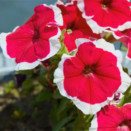 Petúnia Musica F1 Red Frost - Petunia x grandiflora - predaj semien - 30 ks