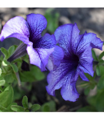 Petúnia Musica F1 Blue Vein - Petunia x grandiflora - predaj semien - 30 ks