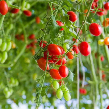 Paradajka Tutti Frutti F1 - Solanum lycopersicum - predaj semien - 6 ks