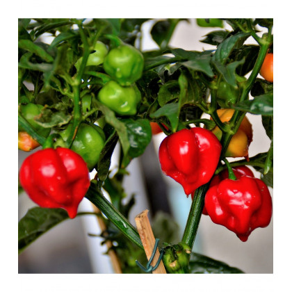 BIO Chilli Habanero červené - Capsicum chinense - predaj bio semien - 6 ks