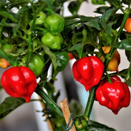 BIO Chilli Habanero červené - Capsicum chinense - predaj bio semien - 6 ks