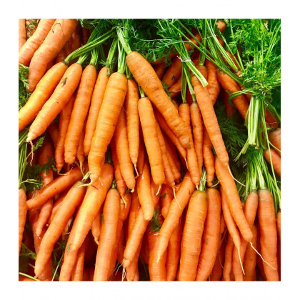 BIO Mrkva Amsterdam - Daucus carota - predaj bio semien mrkvy - 300 ks