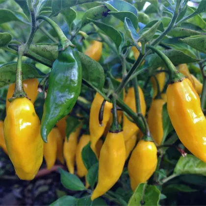 BIO Chilli Marseillais - Capsicum annuum - predaj bio semien - 7 ks