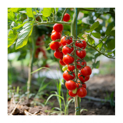 Paradajka Crokini F1 PhR - Solanum lycopersicum - predaj semien - 7 ks