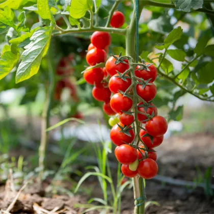 Paradajka Crokini F1 PhR - Solanum lycopersicum - predaj semien - 7 ks