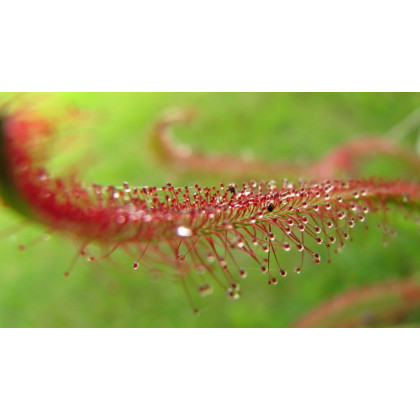 Rosnatka červená - Drosera capensis Giftberg - semiačka - 15 ks