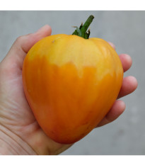 Paradajka Oxheart Orange - Solanum lycopersicum - predaj semien - 10 ks