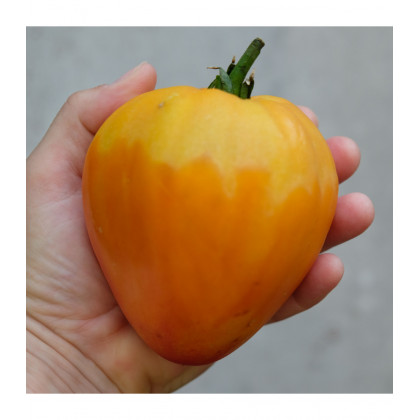 Paradajka Oxheart Orange - Solanum lycopersicum - predaj semien - 10 ks