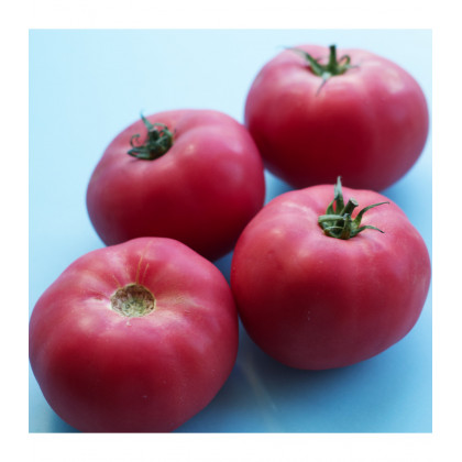 Paradajka Big Pink F1 - Solanum lycopersicum - predaj semien - 7 ks