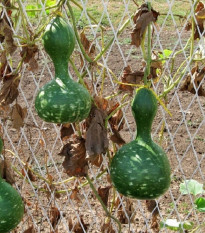 Okrasná tekvica Indonesian Bottle - Cucurbita pepo - predaj semien - 8 ks