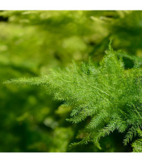 Špargľa hustokvetá - Asparagus plumosus - predaj semien - 5 ks