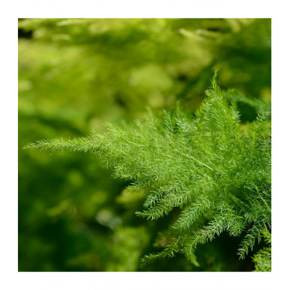 Špargľa hustokvetá - Asparagus plumosus - predaj semien - 5 ks