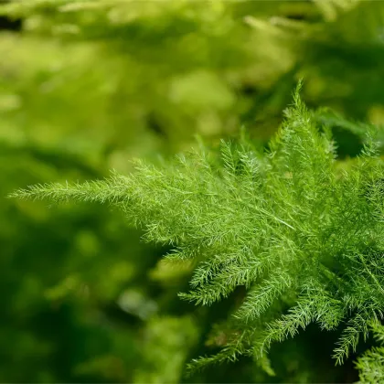 Špargľa hustokvetá - Asparagus plumosus - predaj semien - 5 ks