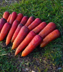 BIO Mrkva raná Rouge Sang - Daucus carota - predaj bio semien - 200 ks