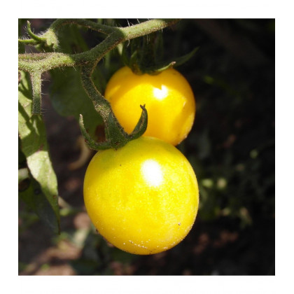 Paradajka Cerise žltá - Solanum lycopersicum - predaj semien paradajok - 10 ks