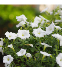 Petúnia Cascata F1 White - Petunia x atkinsiana - predaj semien - 10 ks