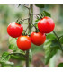 Paradajka Gardeners Delight - Solanum lycopersicum - predaj semien paradajok - 10 ks