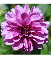 Georgína Fascination - Dahlia - predaj cibuľovín - 1 ks