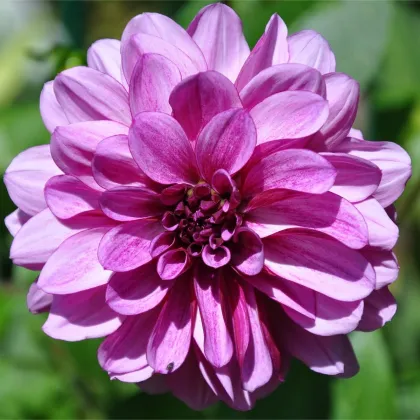 Georgína Fascination - Dahlia - predaj cibuľovín - 1 ks