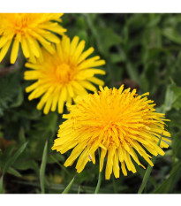 BIO Púpava - Taraxacum officinalis - predaj bio semien - 400 ks