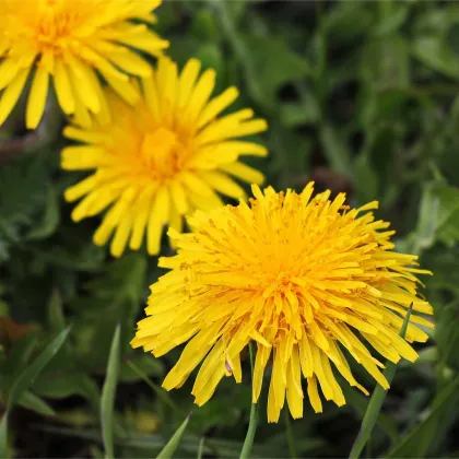 BIO Púpava - Taraxacum officinalis - predaj bio semien - 400 ks