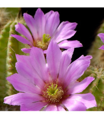 Kaktus - Echinocereus viereckii var. viereckii - predaj semien kaktusu - 6 ks