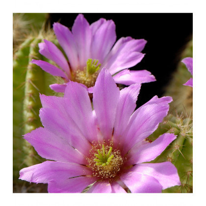 Kaktus - Echinocereus viereckii var. viereckii - predaj semien kaktusu - 6 ks